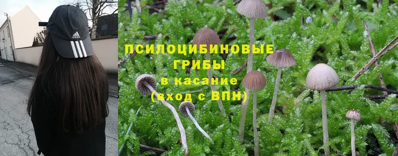 Галлюциногенные грибы Psilocybe  Агрыз 